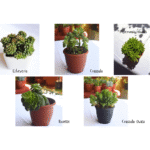 Flower Succulents