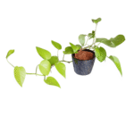 Golden Pothos with Ceramic planter