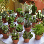 Succulents without Ceramic Pot